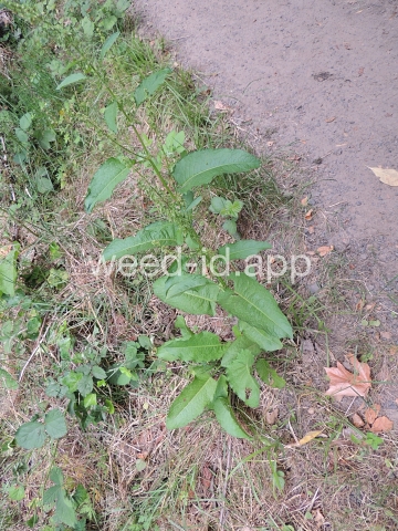 dock, broadleaf